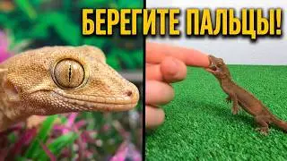 Полосатый геккон.  Берегите пальцы! Террариум для ящерицы.