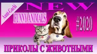 Приколы 2020 с Животными смешное видео \ Fun 2020 with Animals funny video