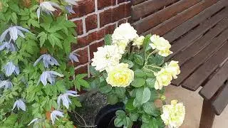 Цветение моего сада несмотря на продолжительную засуху