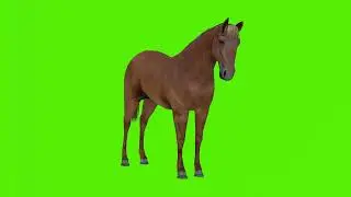 A pretty brown horse standing and eating green screen footage | 4K footages | GreenScreen Vfx