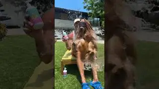 My dog loves bath time… #goldendoodle #doggrooming #tutorial #funnydogs