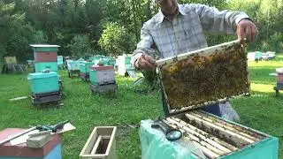Пчелопакеты по второму кругу