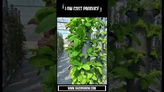 300% More Plants than NFT and 200% more Plants than DFT with Vertical Aerotower.