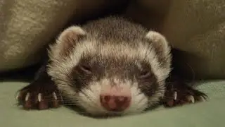 Witty ferret 🤩 Animals 😸