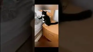 смешнуе видео про животных
