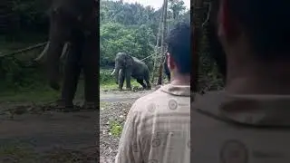 ഞാൻ പറയുന്നത് ആനക്കെങ്കിലും മനസ്സിലാകുന്നുണ്ടല്ലോ. 😄😄