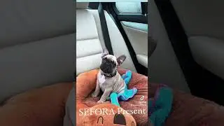 French Bulldog Benny