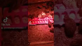 Недельные перепелята # Фараоны, Фениксы и Гигантики