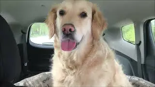 Jessie at the groomer, new grill and much more news!