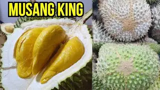 Green or Brown Musang King Durian Which Is Better? [4K - UHD]