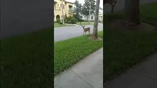 Deer Encounter During Bike Ride