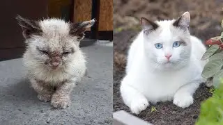 Подобрал больного котенка 😪
