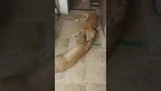 Perritos jugando con la cuerda 🐶