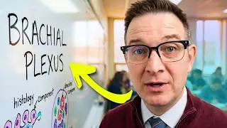 Brachial plexus