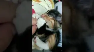 Ну как такой лапочке не поставить лайк?