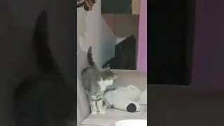 Пушка играет пакетиком)