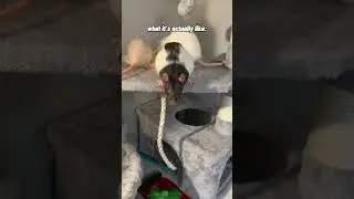 Pet Rats - Expectation vs Reality
