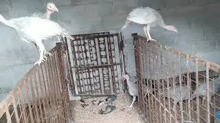 Привет