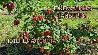 Ежемалина Тайберри. Потенциал сорта
