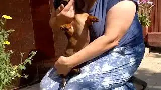 2017 08 20 2715 рыж м . пет .