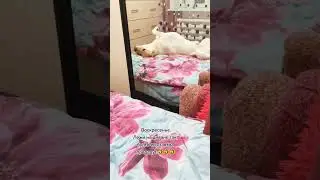 Воскресенье - лежи на диване так, словно его завтра продадут