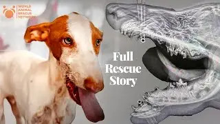 Dog with Broken Jaw About to be Put To Sleep by Cruel Owner Gets A Miracle / The FULL RESCUE Story