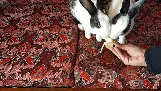 Bunny MUKBANG *banana edition*