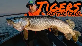 The FALL MUSKY HUNT & more proof that CPR WORKS! NOV 1/24 vlog