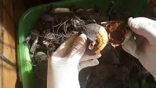 Как почистить гладиолусы, как пережили зиму..