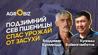 Productivity of different wheat varieties in arid conditions of Kazakhstan / Kromiadi, BIK