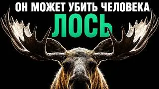 MOOSE. IT CAN KILL YOU. WHY IS MOOSE MORE DANGEROUS THAN IT SEEMS?