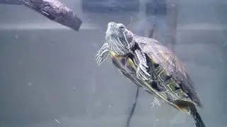 Charlie The New Turtle! | Fish Tank Life 4