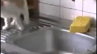 morsom katt ulykke