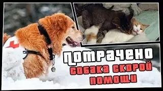 ПОТРАЧЕНО. Собака скорой помощи | Смешное видео | приколы 2020