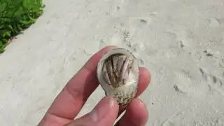 Мальдивский отшельник.