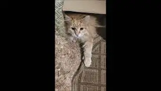 Коробка  для Кости или коробка для курицы