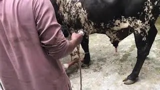 Mohsin Khan Cow Qurbani Video Bakra Eid 2021 Part - 2