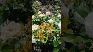 EDROSES/Троянда 🌹 Марлен Чарелл  (Marlene Charell ), Franz Wänninger Германия, 2007.Шраб.