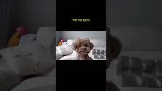 소리지르며 대답하는 복떠니🐶