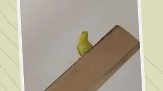 Parakeet feels like the top of the world
