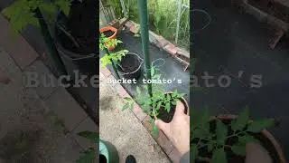 Growing my tomatoes in buckets this year