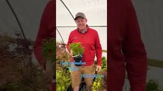 Dwarf Japanese Maples Acer palmatum ‘Tattoo’ 