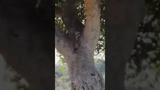 Unmatched strength 💪 #viralvideo #youtubeshorts #wildlife #subscribe