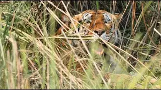 Headshot Male faces new threats，a mysterious male tiger peeps at it in Western Range of Kaziranga