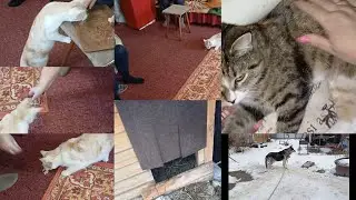 ВЛОГ/ СИМБА В ГОСТЯХ/ МОИ ШАЛУНИШКИ