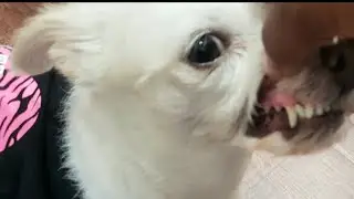 How to Make Natural Dog Toothpaste  🐕 #dog #diy