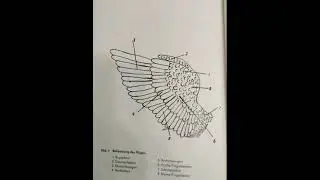 Фавероль.. Лахсхюнер Породные признаки, Как не ошибиться с породой.
