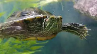 Red eared slider turtle in 4k resolution