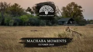 Botswana & Zimbabwe Safaris | Amazing Wildlife Sightings October 2025