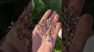 Уход за газоном осенью #дача #сад #лайфхак #garden #садоводство  #огород